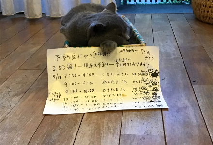 段ボールの中で寝るブリティッシュショートヘアー