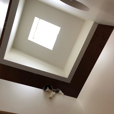 吹き抜けから見下ろす猫