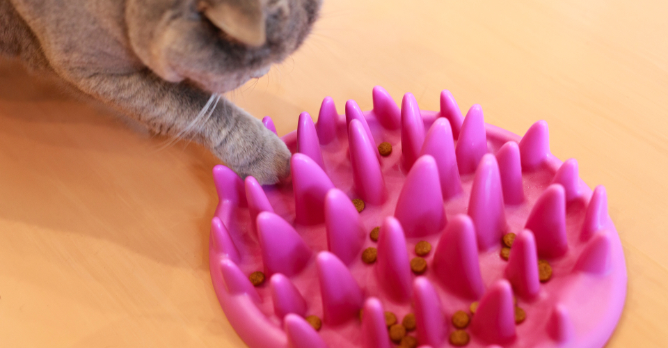 早食い防止用の器で食べる猫