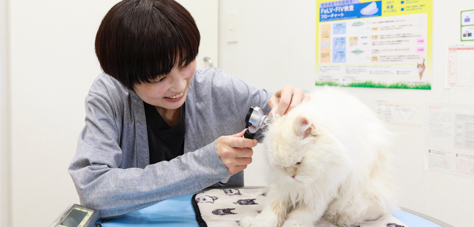 耳の診察を受けるペルシャ