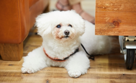 ペットのお悩み相談室 愛犬家 安田美沙子さんと獣医師 中村篤史先生の対談 愛犬の笑顔を守るために オーナーができることとは 前編 Hugq ハッシュハグ ペットのお悩み相談室 愛犬家 安田美沙子さんと獣医師 中村篤史先生の対談 愛犬の笑顔を守るために オーナーができることとは 前編 Hugq ハッシュハグ