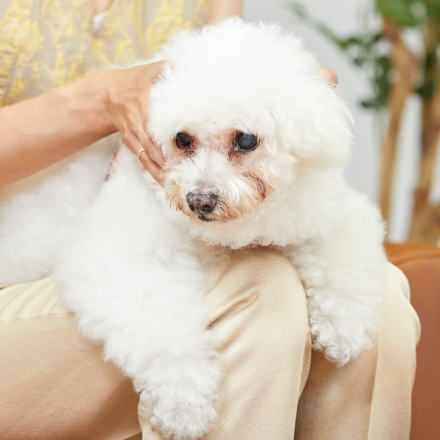 ペットのお悩み相談室 愛犬家 安田美沙子さんと獣医師 中村篤史先生の対談 愛犬の笑顔を守るために オーナーができることとは 前編 Hugq ハッシュハグ ペットのお悩み相談室 愛犬家 安田美沙子さんと獣医師 中村篤史先生の対談 愛犬の笑顔を守るために オーナーができることとは 前編 Hugq ハッシュハグ