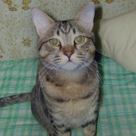 見上げる猫