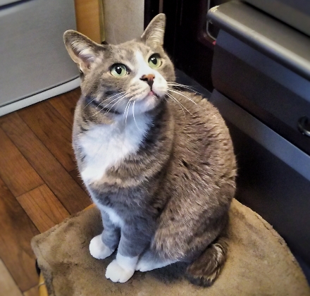 見上げる猫