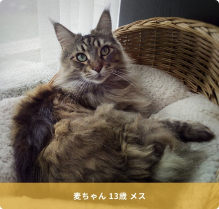 かごの中にいる猫