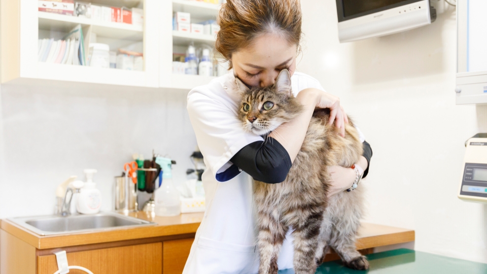 猫のにおいをかぐ女性