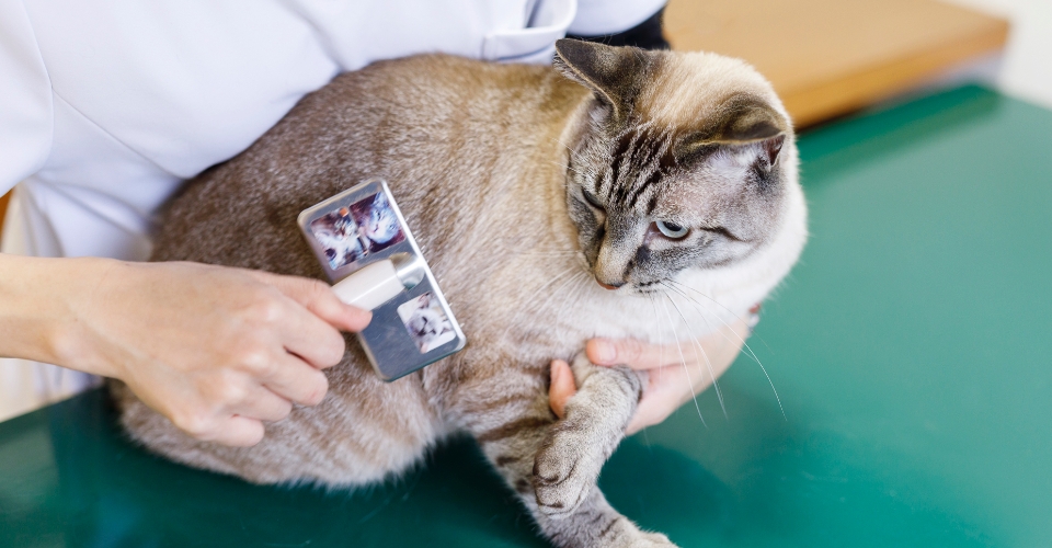 ブラッシングを受ける猫