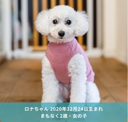 ロナちゃん 2019年12月24日生まれ まもなく2歳・女の子