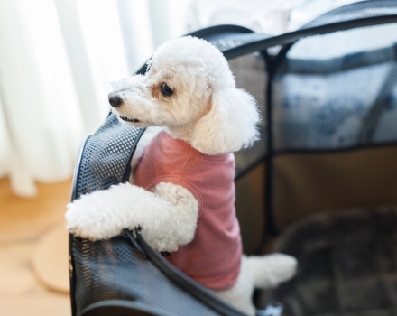サークルから顔を覗かしている白いトイプードル