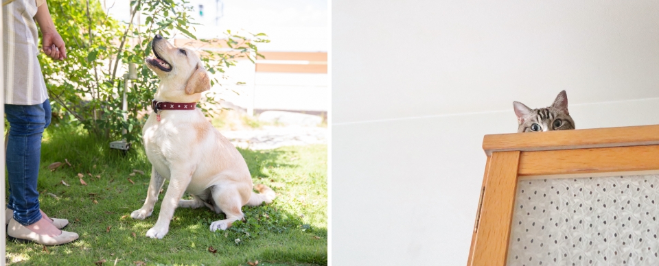 お座りしている犬と棚の上にいる猫