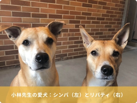 小林先生の愛犬：シンバ（左）とリバティ（右）