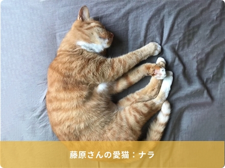 藤原さんの愛猫：ナラ