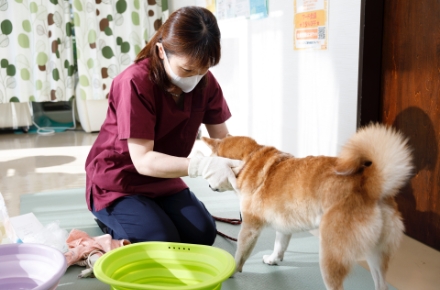 体を洗われている柴犬
