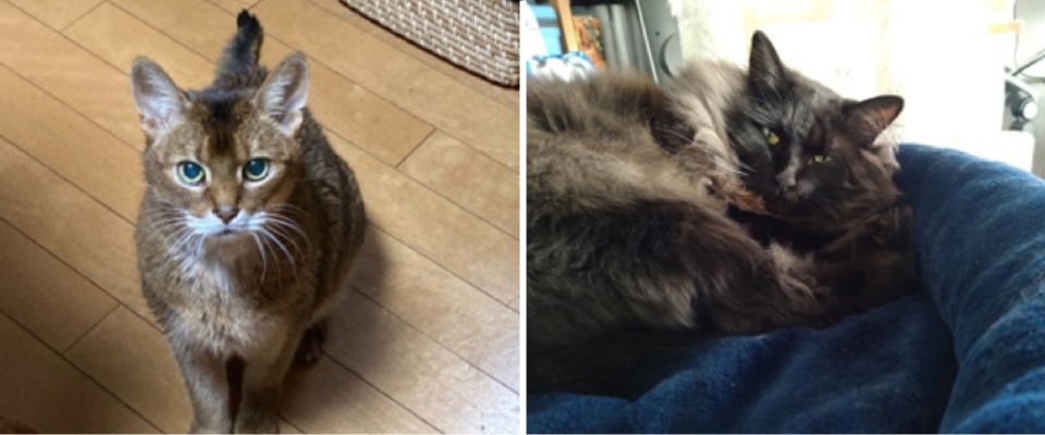アビシニアンとミックス猫
