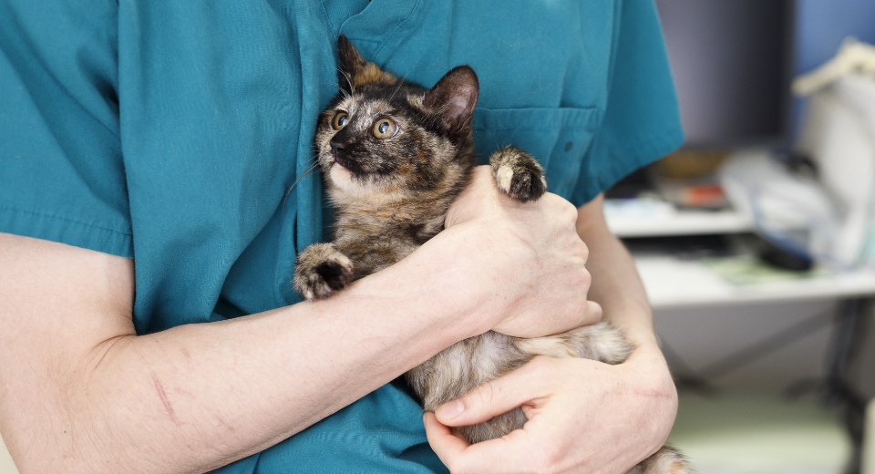 保護猫を抱っこしている男性獣医師