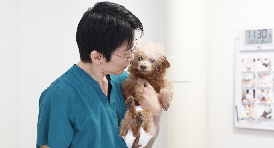 保護犬のシニアトイプードルを抱っこしている男性獣医師