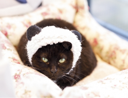 白いフードを被った保護猫