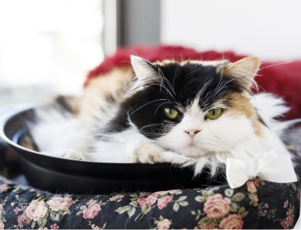 スコティッシュフォールドの保護猫