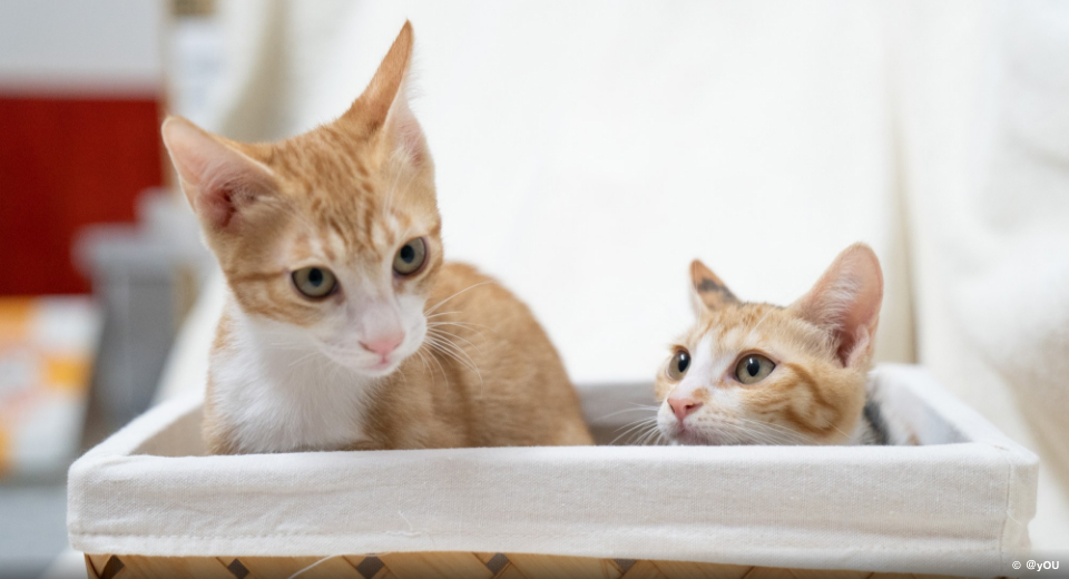 かごの中にいる茶トラの兄弟猫