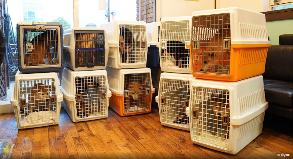 様々な現場からレスキューされてきた犬たち