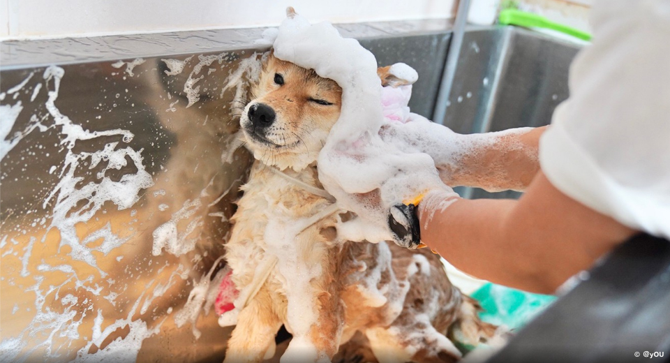 シャンプーされる柴犬