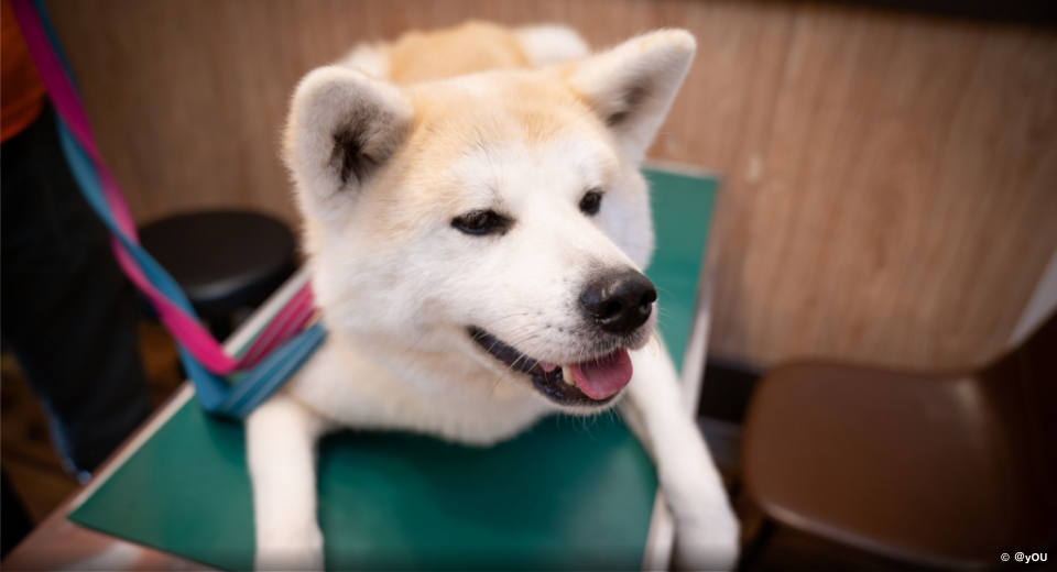 診察台の上に乗る秋田犬