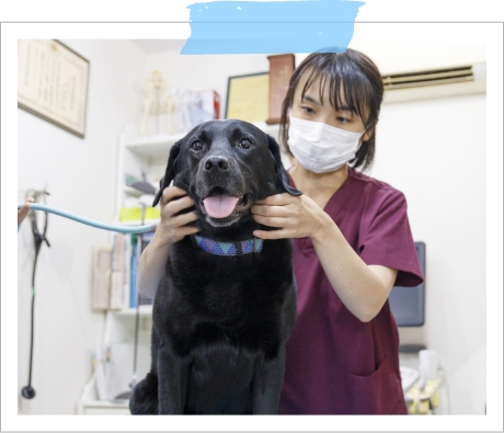全身の触診を受けるラブラドールレトリバーのクロエちゃん