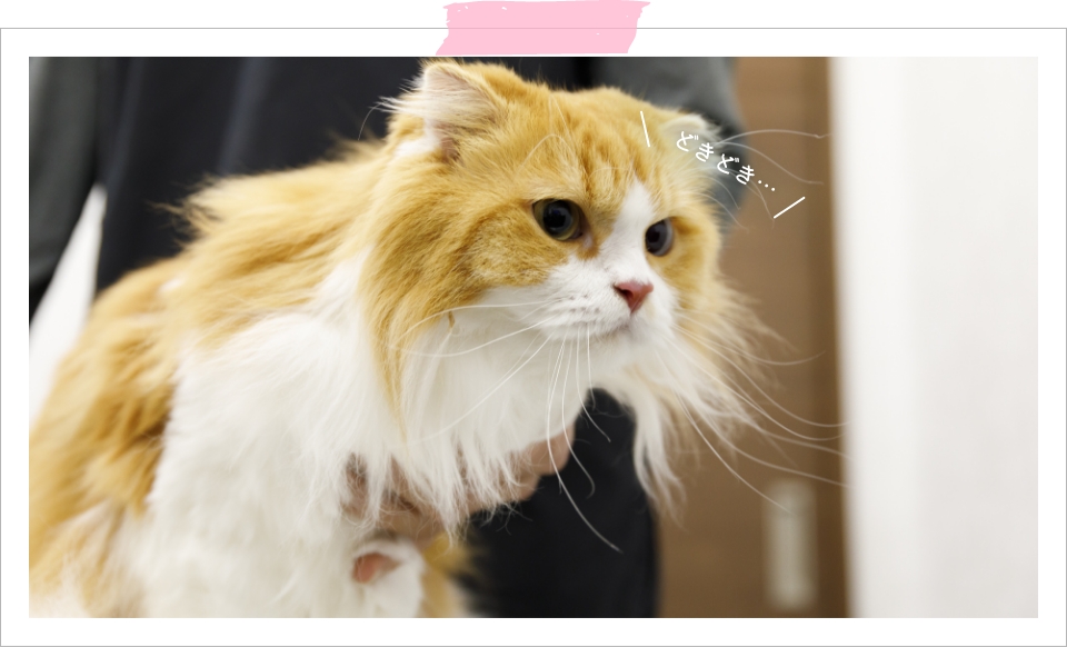 先生に抑えてもらいながら少し緊張しているスコティッシュフォールドのむぎちゃん