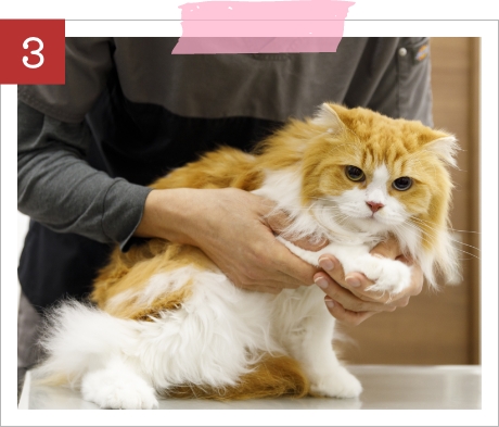 触診で手先を確認されるスコティッシュフォールドのむぎちゃん