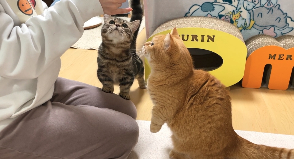 同居猫のメルちゃんと一緒におやつタイムをしているマンチカンのプリンちゃん