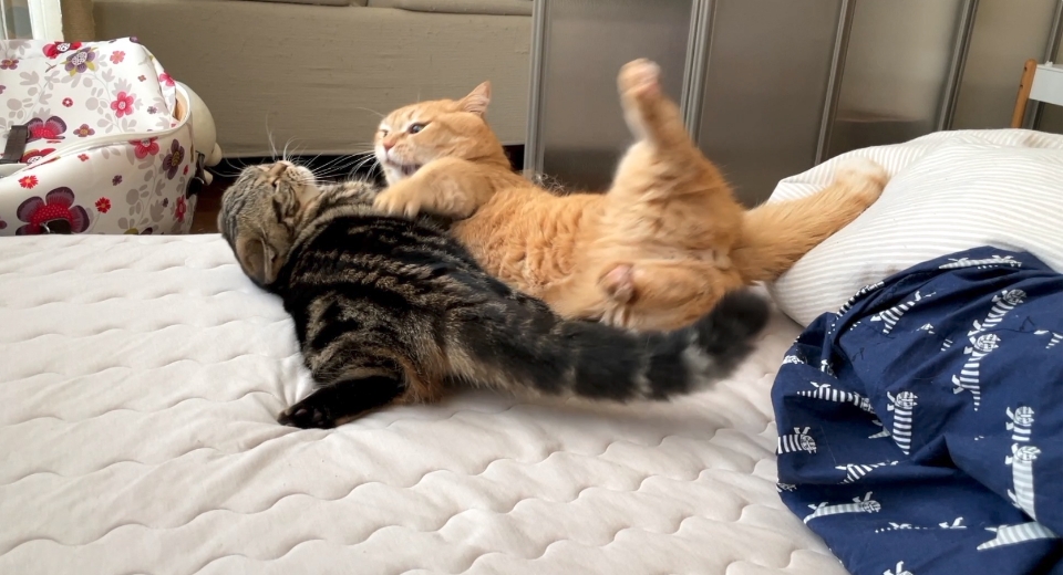 同居猫のメルちゃんとアクティブに遊んでいるマンチカンのプリンちゃん