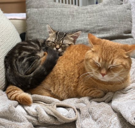 同居猫のメルちゃんと寄り添っているマンチカンのプリンちゃん