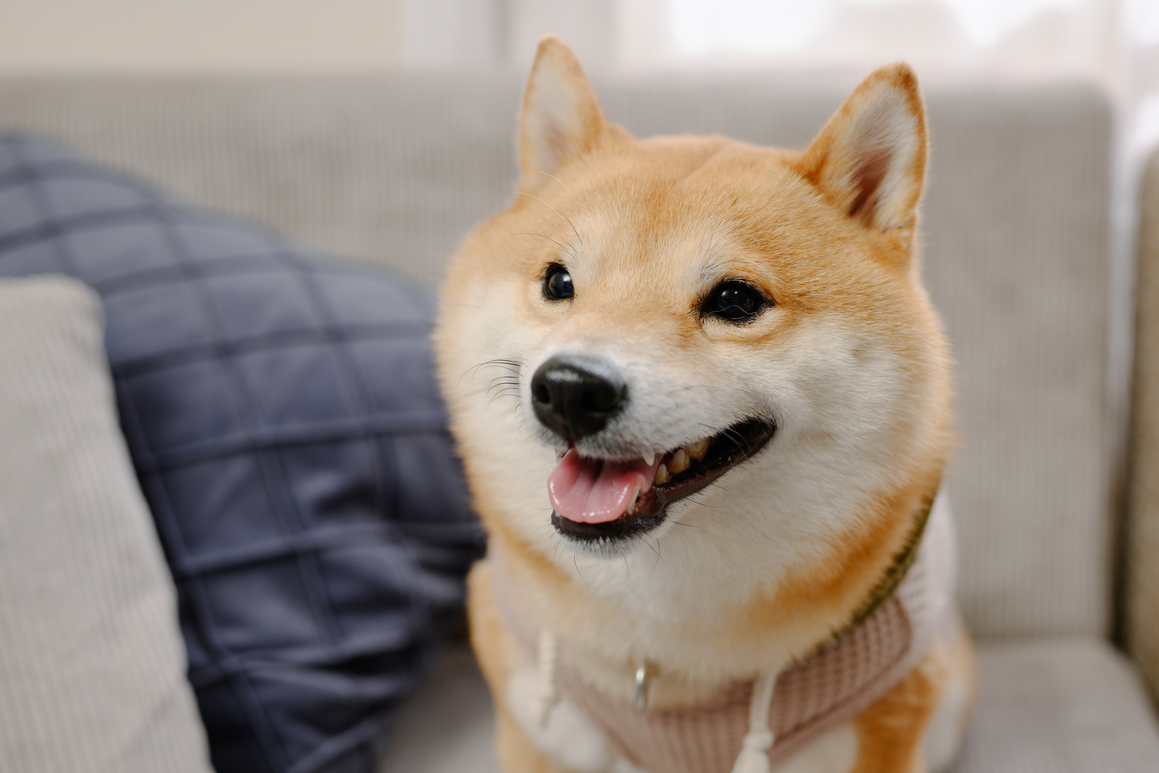 うにくんのアップ写真