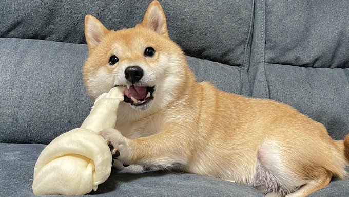 おやつを噛むうにくん
