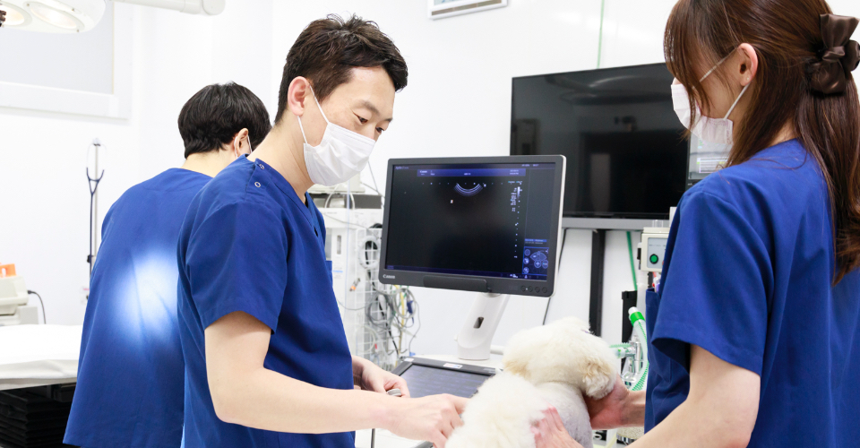 診察している男性獣医師