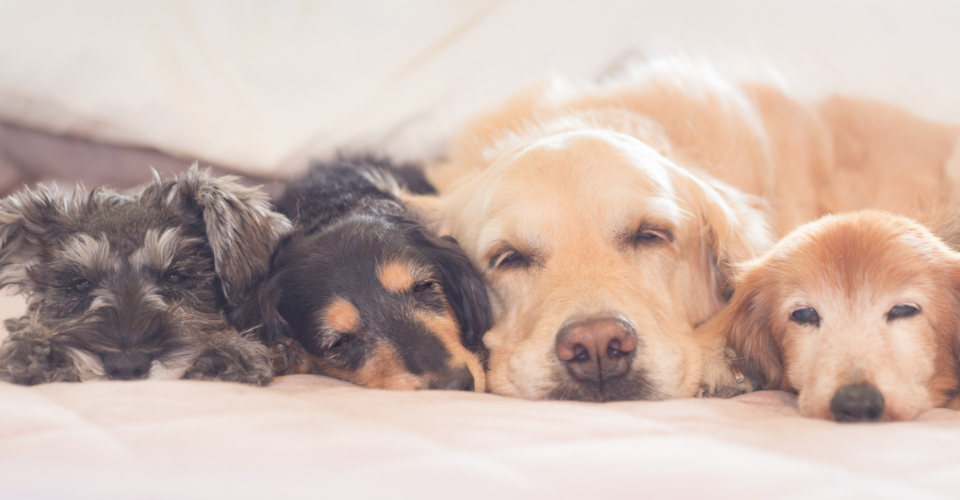 3頭の犬が寝ている