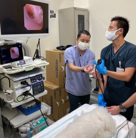 診察している男性獣医師