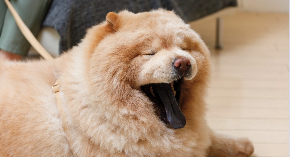 大きなあくびをするチャウチャウのくり蔵くん