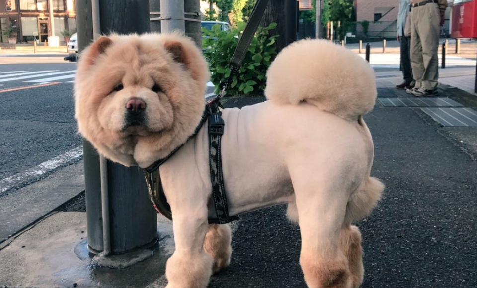 サマーカット姿のチャウチャウのくり蔵くん