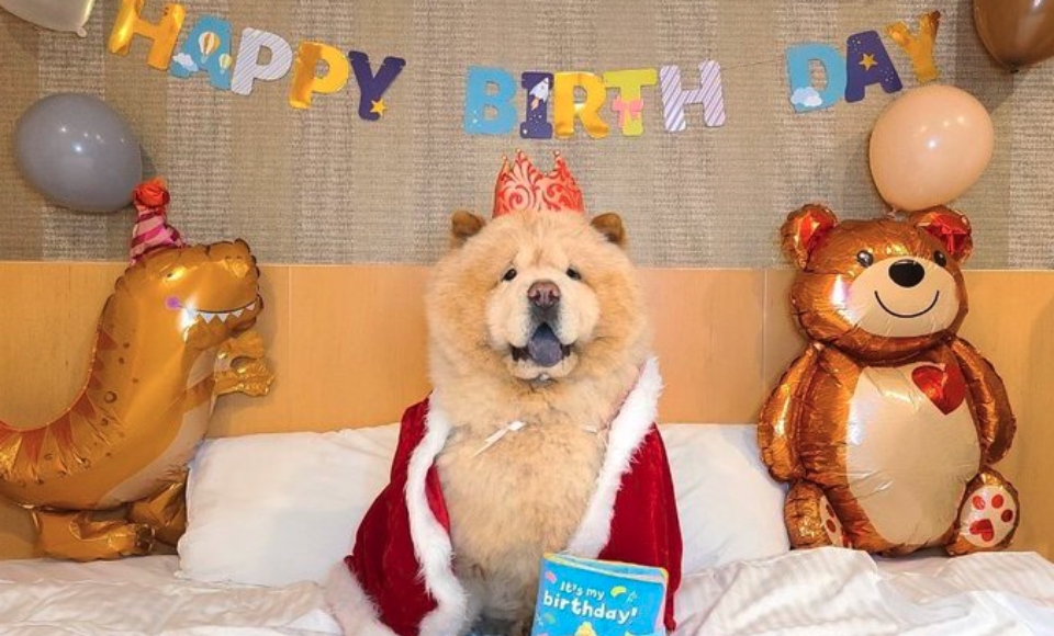 誕生日のお祝いをされるチャウチャウ・くり蔵くん