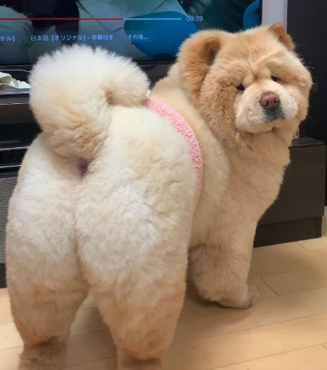 後ろ姿のチャウチャウ・くり蔵くん