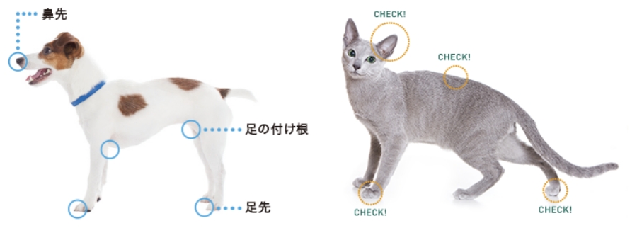 犬猫のマダニの見つけ方・取り方