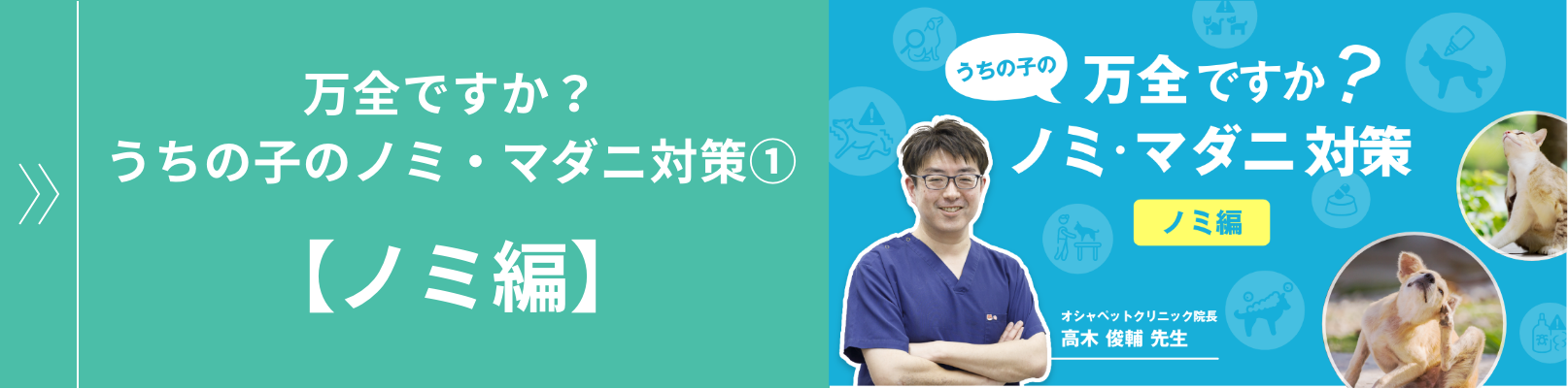 万全ですか?うちの子のノミ・マダニ対策①【ノミ編】