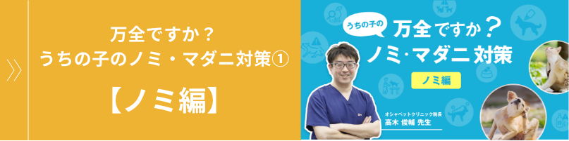 万全ですか?うちの子のノミ・マダニ対策①【ノミ編】