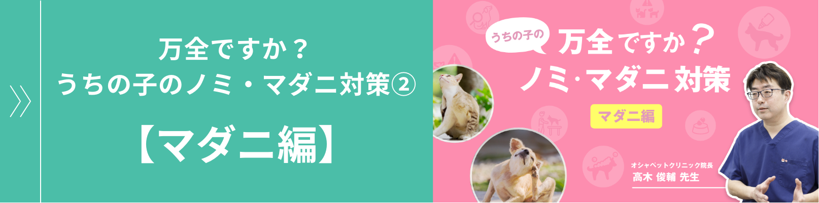 万全ですか?うちの子のノミ・マダニ対策②【マダニ編】