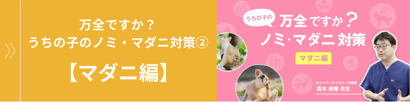 万全ですか?うちの子のノミ・マダニ対策②【マダニ編】