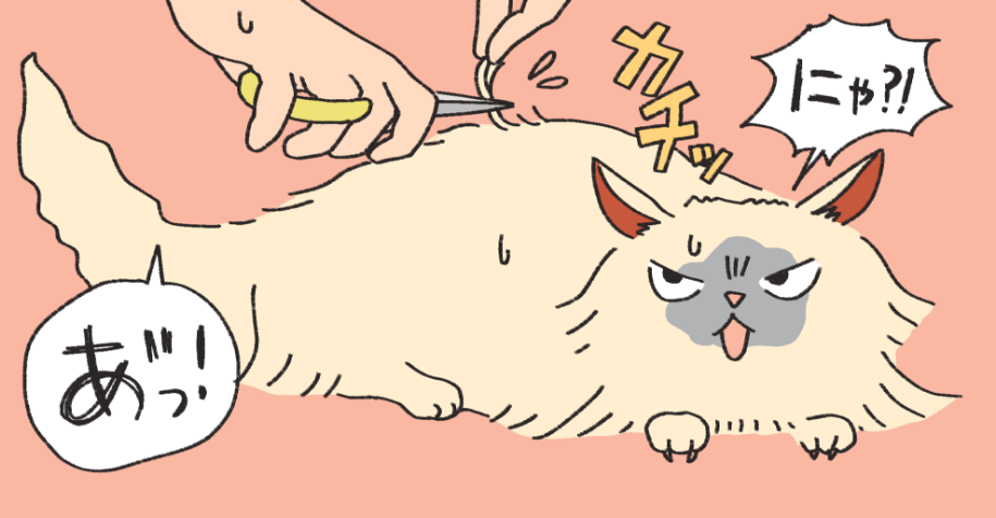 毛玉を切ろうとて間違って皮膚まで切った飼い主と猫