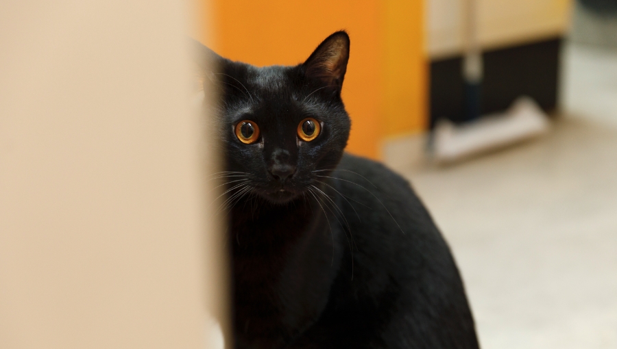 オッドアイの美人黒猫