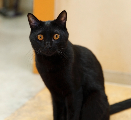 オッドアイの美人黒猫