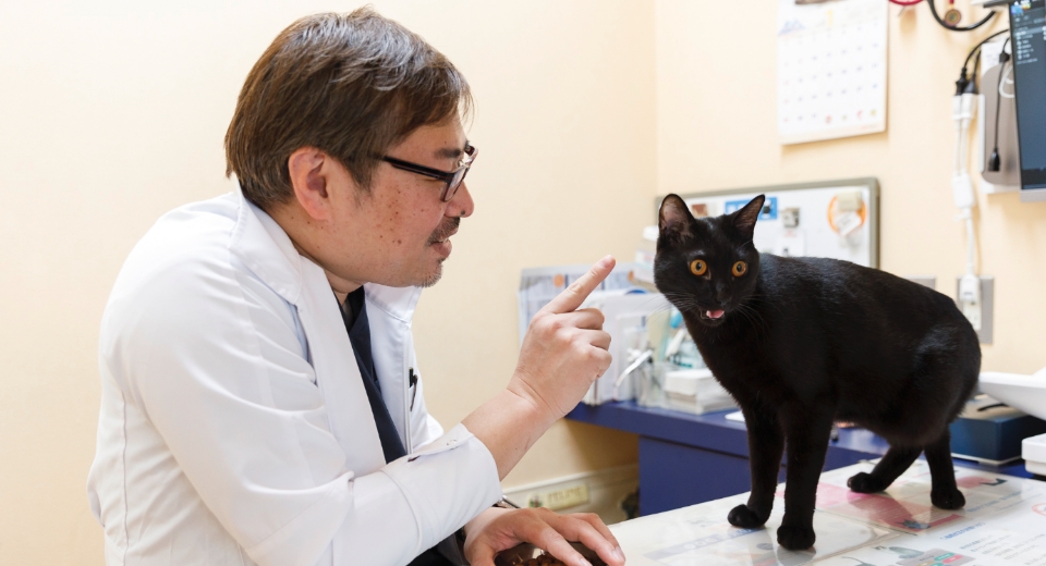 東山獣医師と黒猫